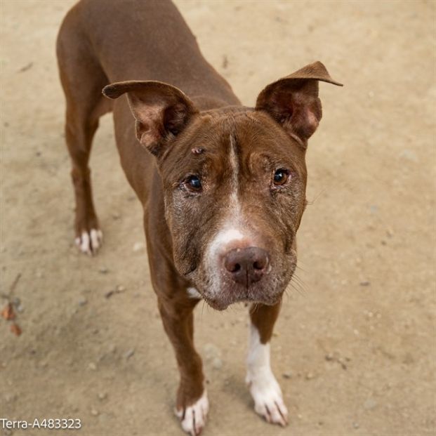 Terra (Animal ID A483323)