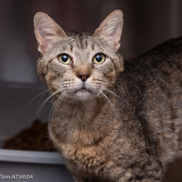 Tom (Animal ID A734504)