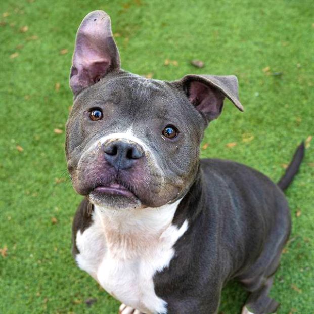 Tonka (Animal ID A727523)