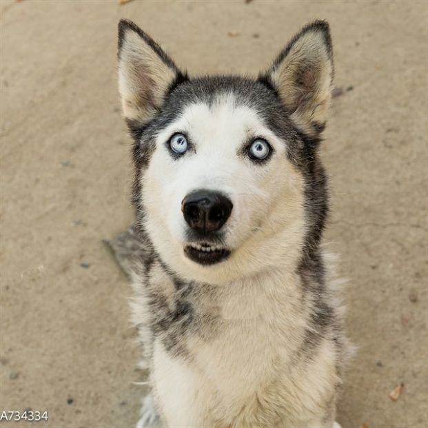 Wendy (Animal ID A734334)