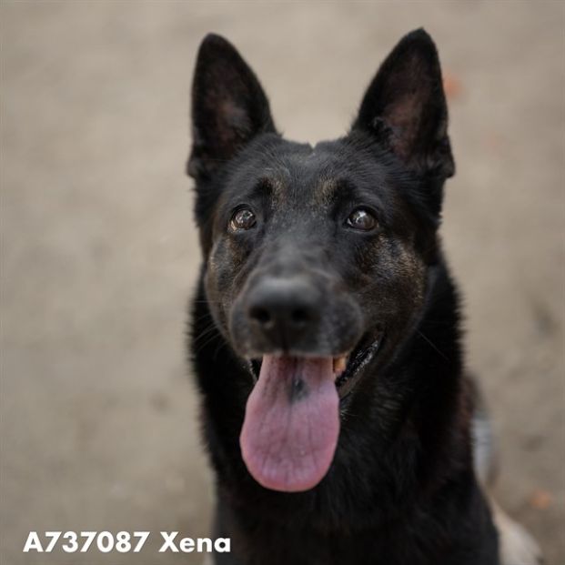 Xena (Animal ID A737087)