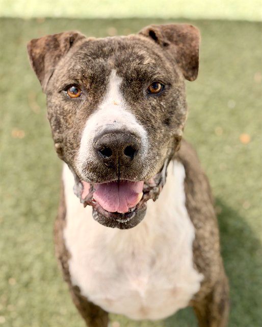 Xerxes (Animal ID A739530)