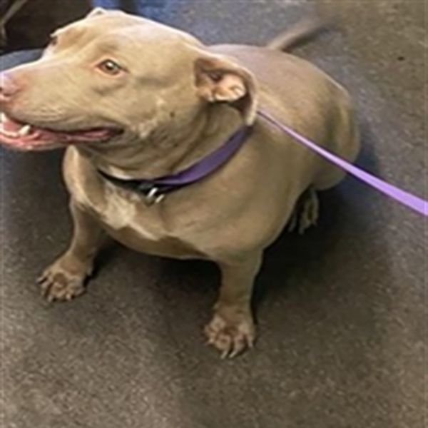 Zee Zee (Animal ID A721257)