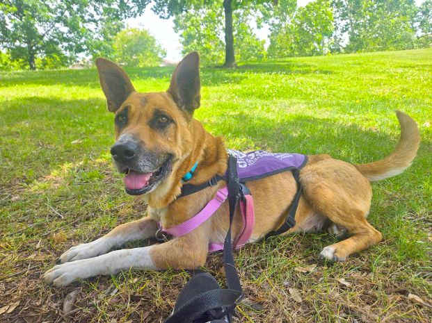 Zoey (Animal ID A735370)