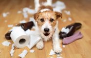 Image of a small tan and white dog with ripped toilet paper and chewed up shoes.