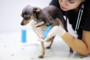 veterinarian with white gloves holding a dark brown chihuahua with blue bandages on its front leg 