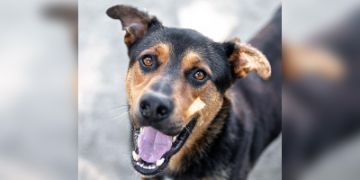 6-year-old male black and brown Shepherd mix dog