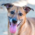 female tan Pit Bull dog