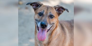 female tan Pit Bull mix dog