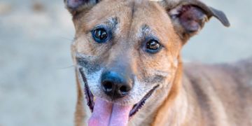 female tan Pit Bull mix dog