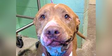 8-year-old brown and white Pit Bull dog