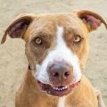 male tan and white Pit Bull dog