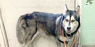 4-year-old male black and white Siberian Husky dog