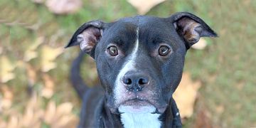 2-year-old female black and white Pit Bull dog
