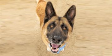 8-year-old male tan and black Akita and German Shepherd mix dog