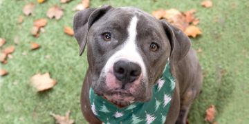 7-year-old male gray and white Pit Bull dog
