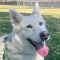 female white and gray Siberian Husky dog