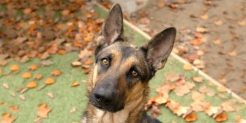 4-year-old female brown and black German Shepherd dog