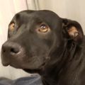 female black Pit Bull mix dog