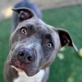 female gray and white Pit Bull dog