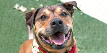 8-year-old male brown Mastiff dog