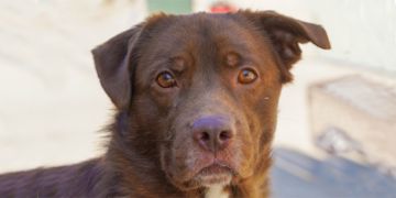 2-year-old male brown and white Border Collie mix dog