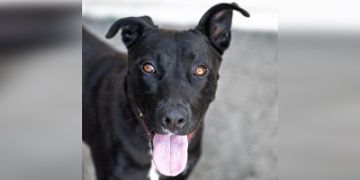 1-year-old female black and white Pit Bull dog