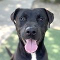male black and white Pit Bull dog