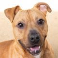 male, brown, Pit Bull dog