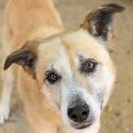 male tan and white German Shepherd mix dog