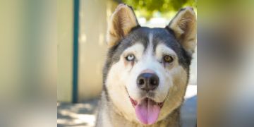 8-year-old female gray and white Siberian Husky dog