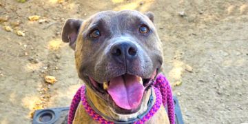 4-year-old male brown brindle and white Pit Bull dog