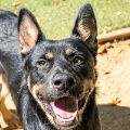 male black and brown German Shepherd mix dog