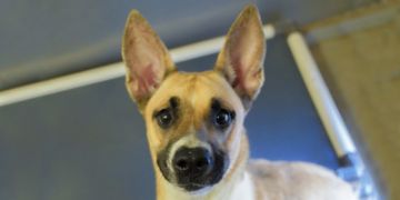 5-year-old female tan and white German Shepherd mix dog