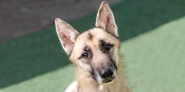 6-year-old male tan and black German Shepherd dog