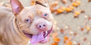 3-year-old male tan and white Staffordshire dog