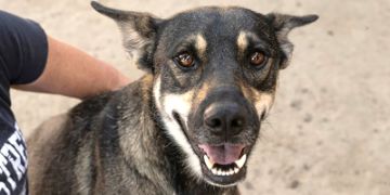 2-year-old male brown and black German Shepherd mix dog