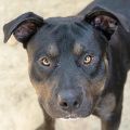 male black and white Pit Bull dog