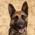 female black and tan German Shepherd dog
