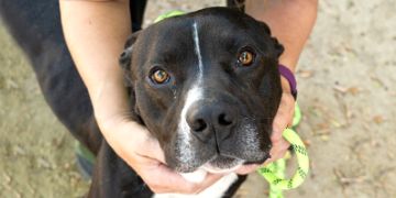 5-year-old male black and white Bull Mastiff dog