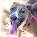 female tan and white Pit Bull dog