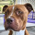 female brown and white Pit Bull mix dog
