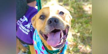 7-year-old male brown and white Pit Bull mix dog