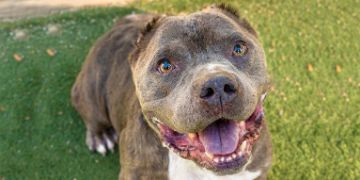 8-year-old male brindle and white American Staffordshire dog