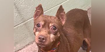 8-year-old female brown Miniature Pinscher dog