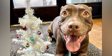 7-year-old female brown Pit Bull mix dog