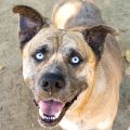 male brown brindle and white Mastiff and Siberian Husky mix dog