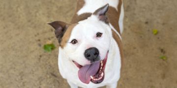 10-year-old male fawn and white Pit Bull dog