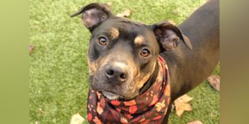 female black brown and white Pit Bull mix dog