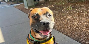 3-year-old male brown and white Pit Bull dog